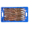 Red gurnard medium