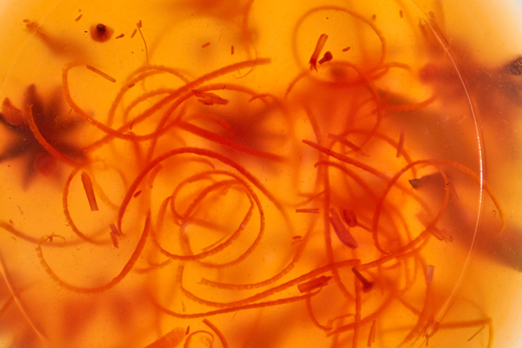 Infusie van sinaasappel